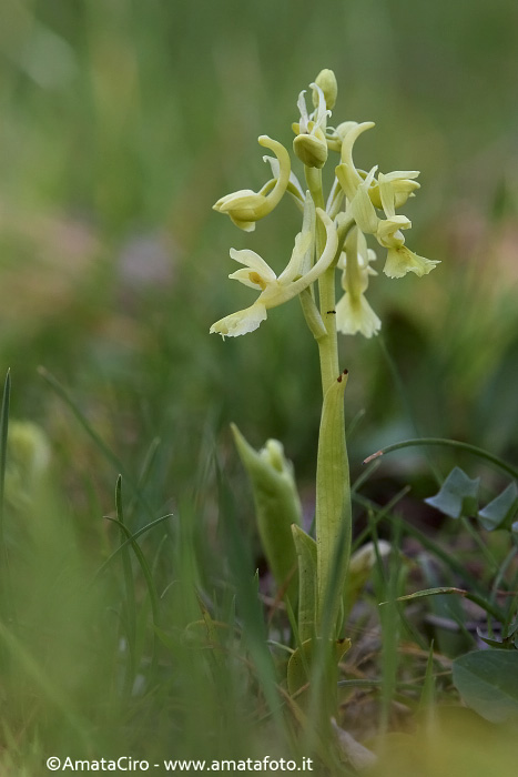 Orchis pauciflora da Troina