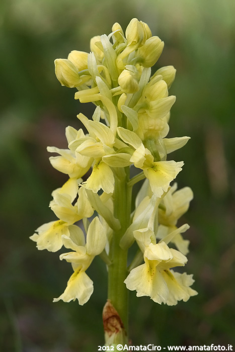 Orchis pauciflora da Troina