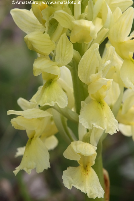 Orchis pauciflora da Troina