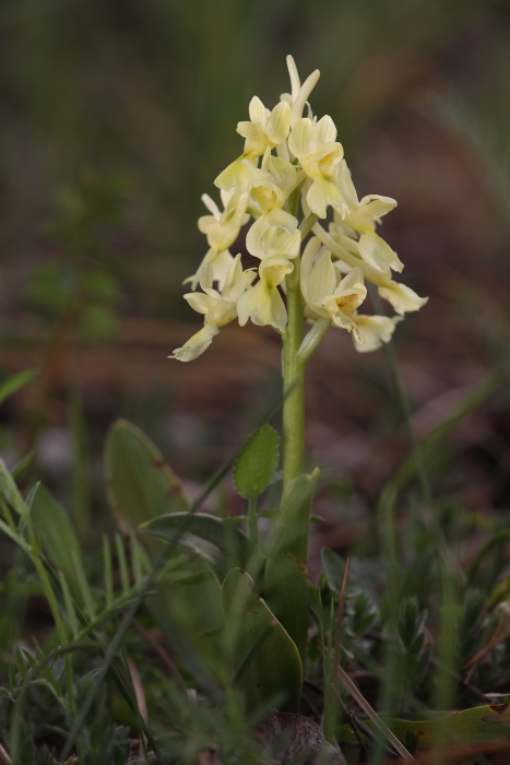 Orchis pauciflora da Troina