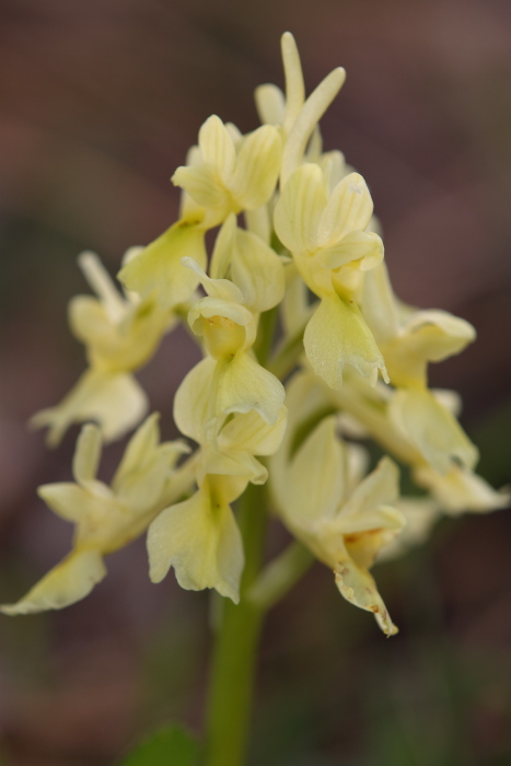 Orchis pauciflora da Troina