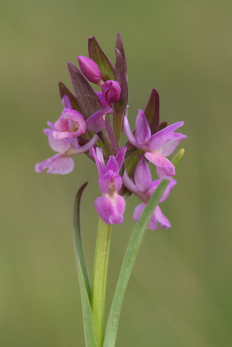 Orchis pauciflora da Troina