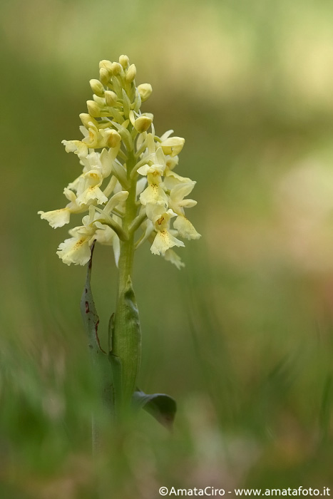 Orchis pauciflora da Troina