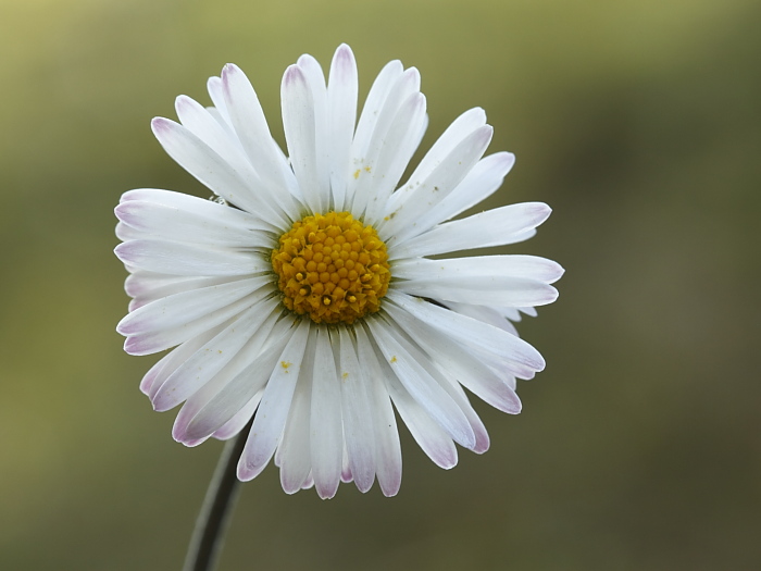 Bellis sp