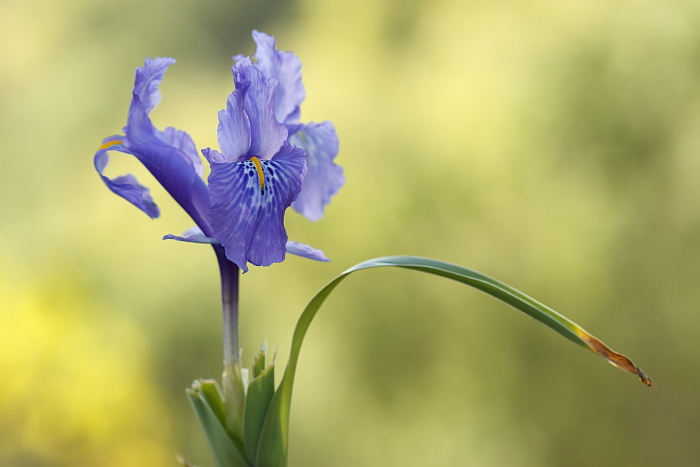 Iris planifolia