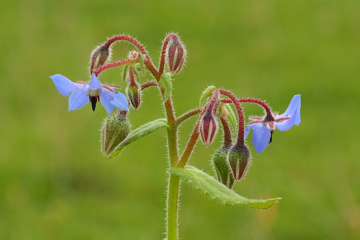 Borago officinalis