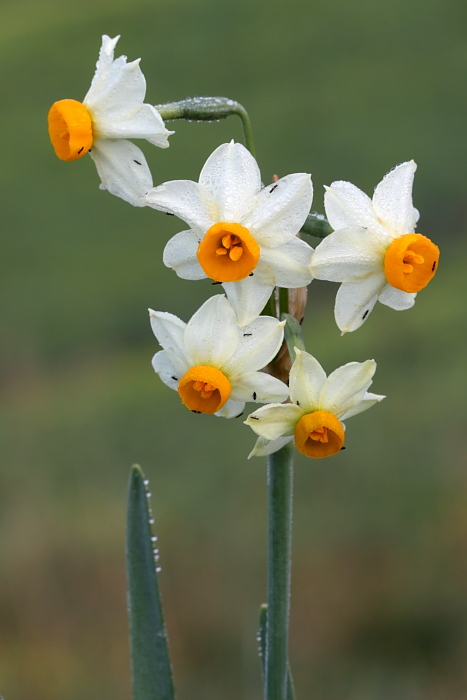 Narcissus tazetta / Narciso nostrale