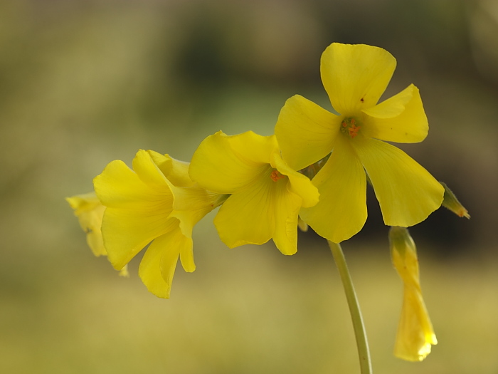 Oxalis pes-caprae