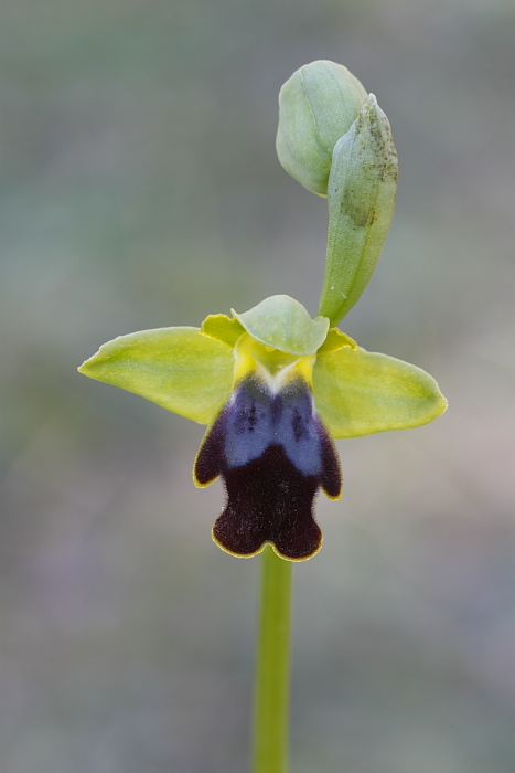 possibile iricolor?