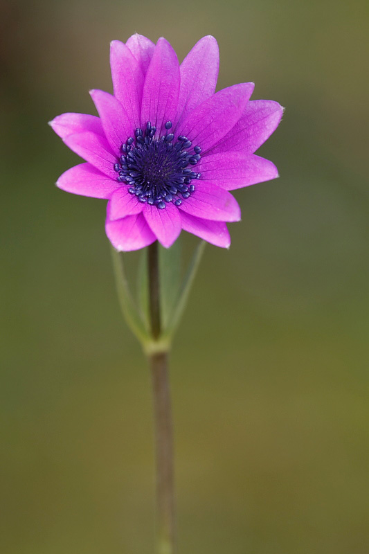 Anemone hortensis