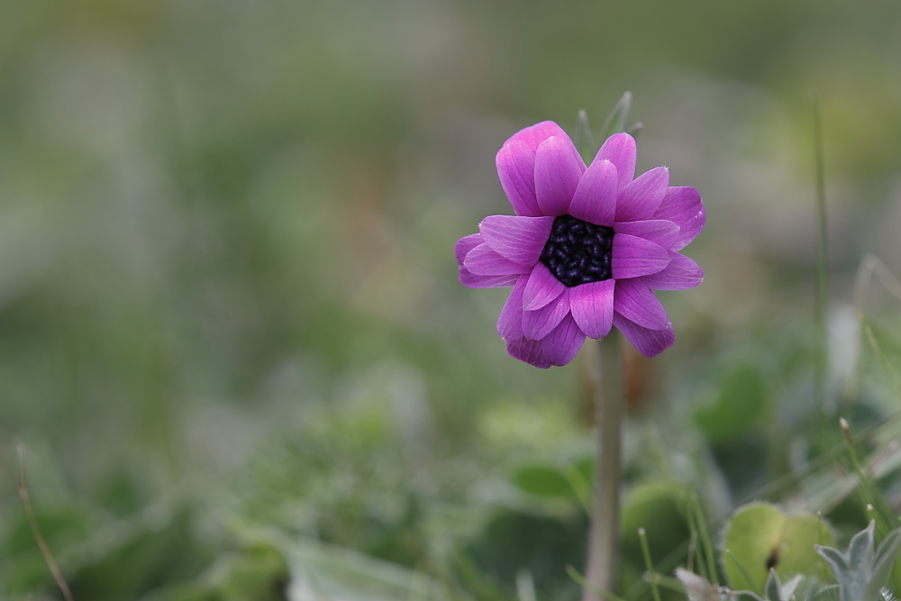 Anemone hortensis