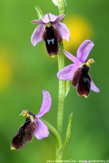 Ophrys lunulata