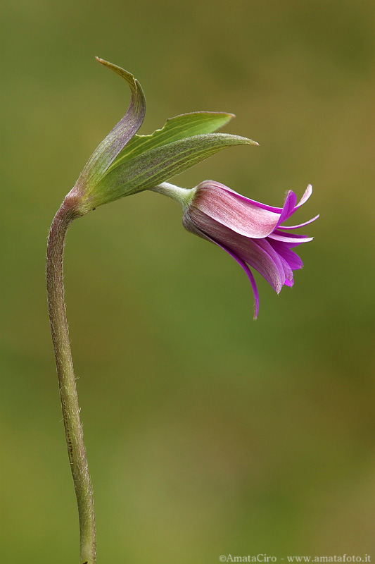 Anemone hortensis