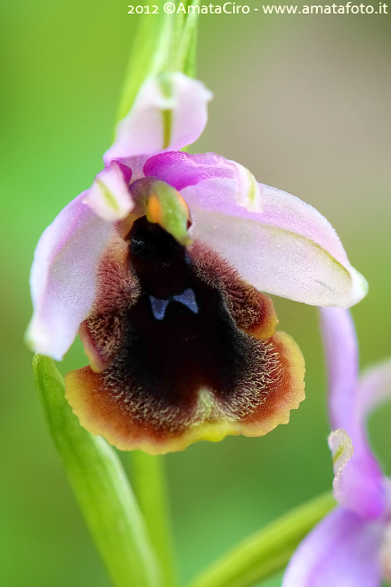 Ophrys lunulata