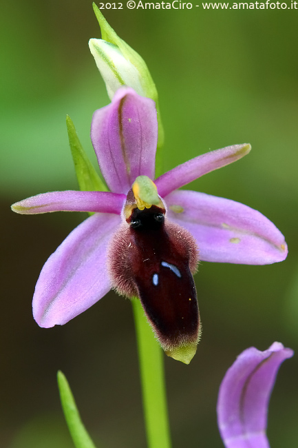 Ophrys lunulata