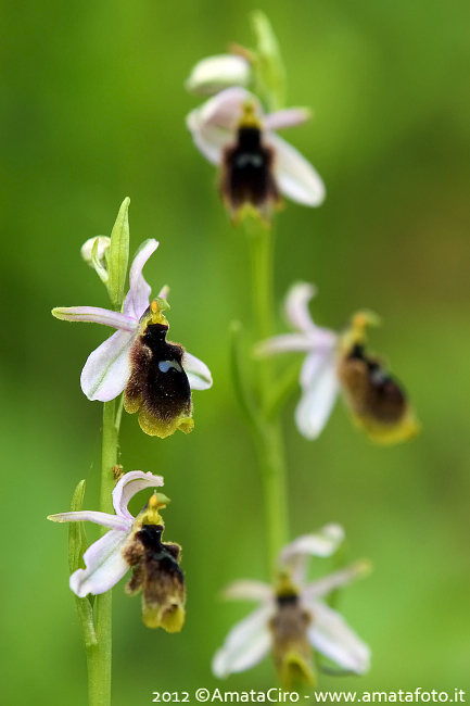 Ophrys lunulata