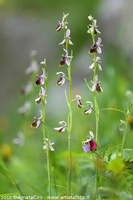 Ophrys lunulata