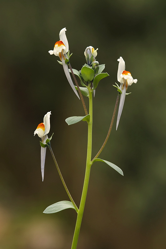 Linaria reflexa