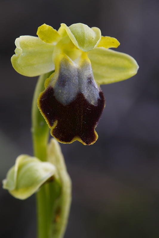 Ophrys gackiae?