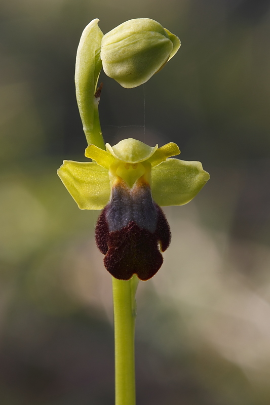 Ophrys gackiae?