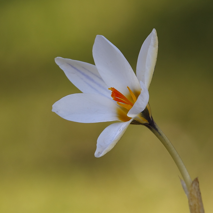 Crocus biflorus