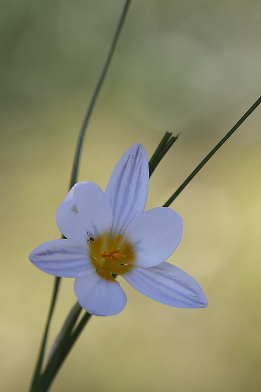 Crocus biflorus