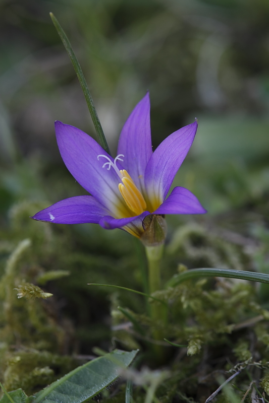 Romulea bulbocodium