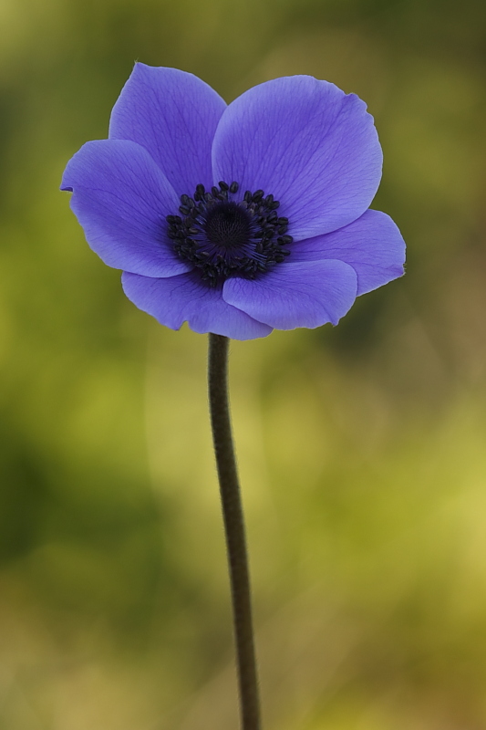 Anemone coronaria