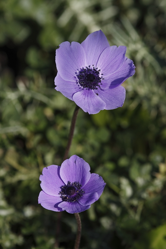 Anemone coronaria