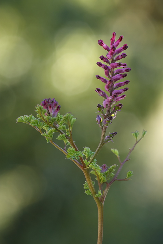 Fumaria officinalis