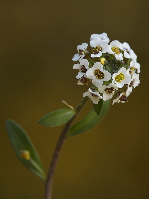 Lobularia maritima