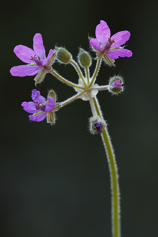 Erodium sp