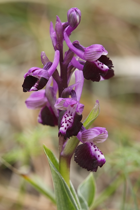 Orchis sp.