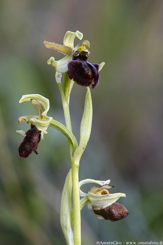 Ophrys sphegodes subsp. sphegodes?