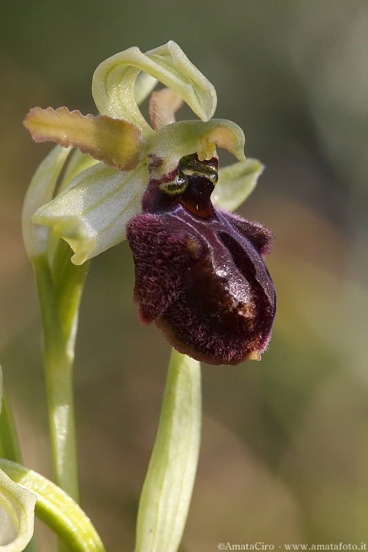 Ophrys sphegodes subsp. sphegodes?