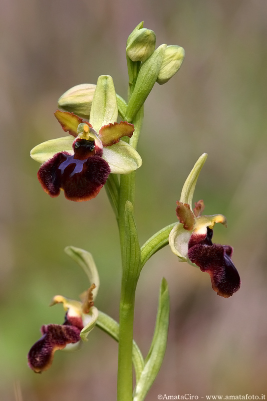 Ophrys sphegodes subsp. sphegodes?