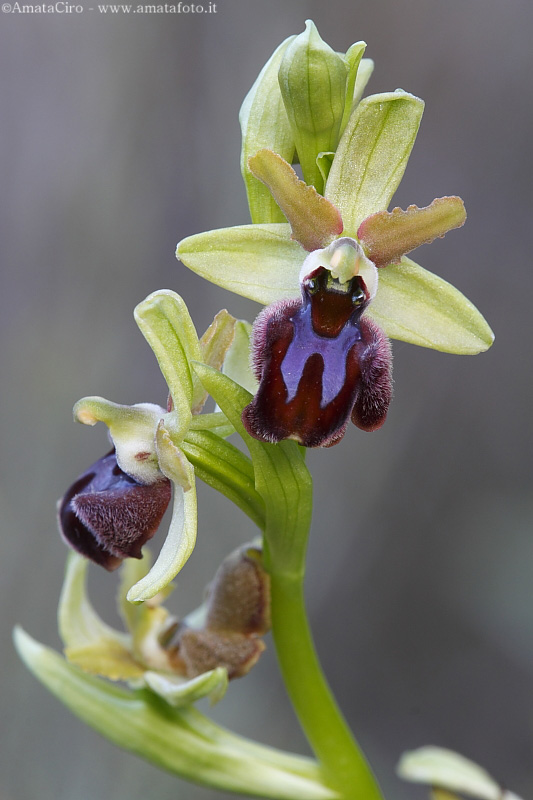 Ophrys sphegodes subsp. sphegodes?