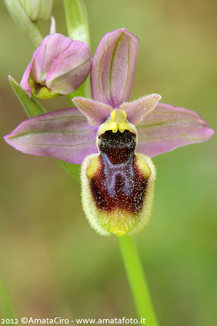 Ophrys tenthredinifera grandiflora x Ophrys incubacea