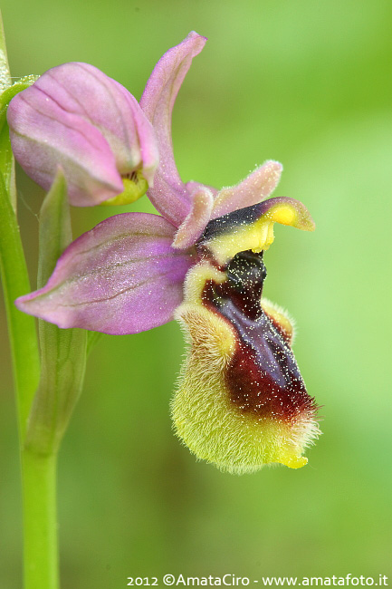 Ophrys tenthredinifera grandiflora x Ophrys incubacea