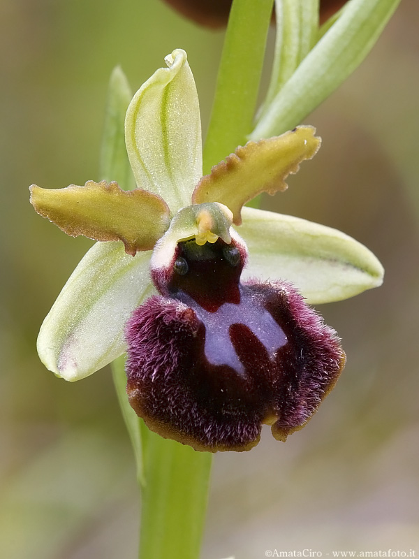 Ophrys sphegodes subsp. sphegodes?