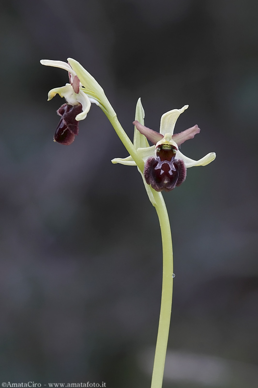 Ophrys sphegodes subsp. sphegodes?