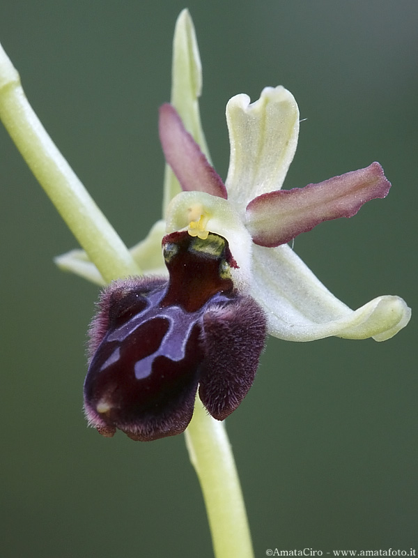 Ophrys sphegodes subsp. sphegodes?