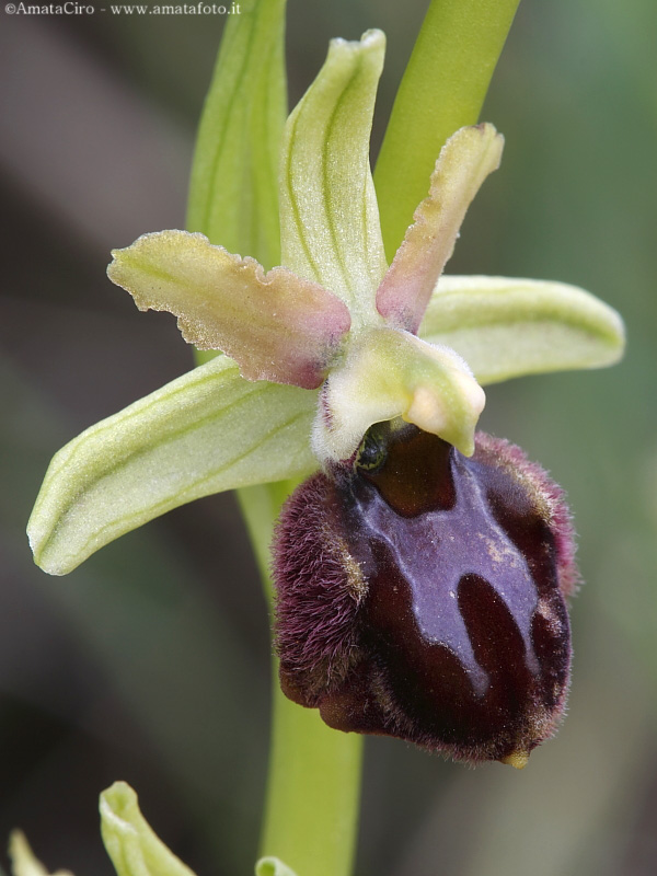 Ophrys sphegodes subsp. sphegodes?