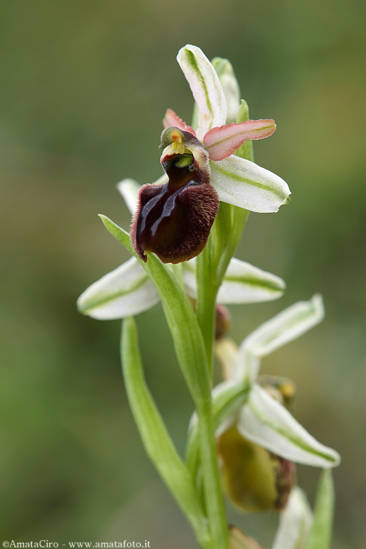 Una vallata di ophrys