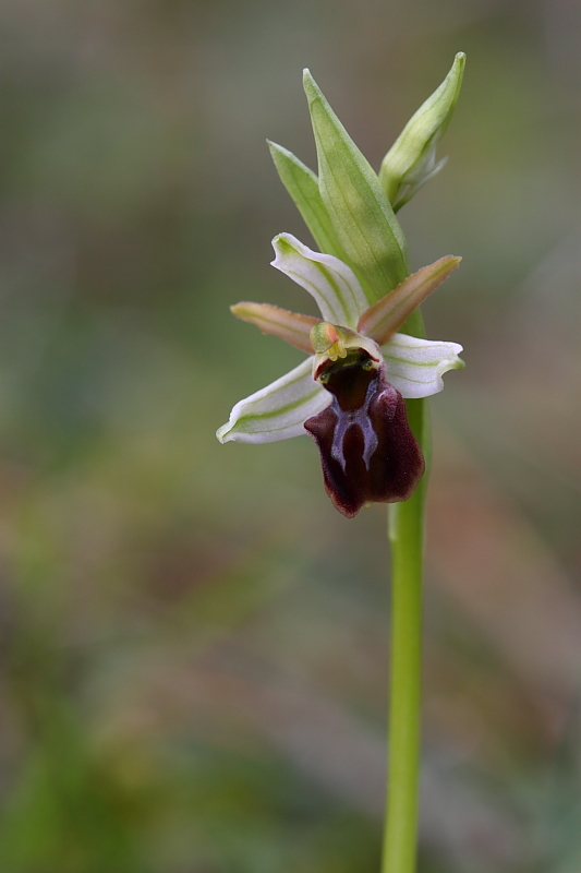 Una vallata di ophrys