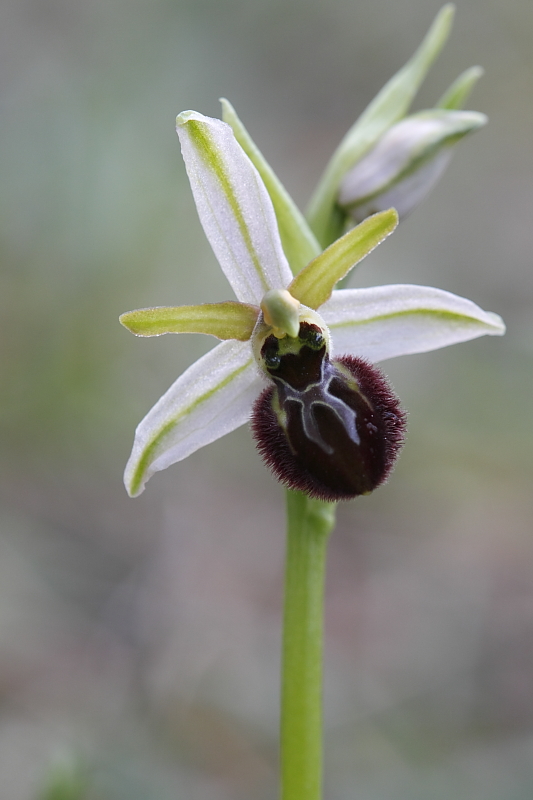 Una vallata di ophrys