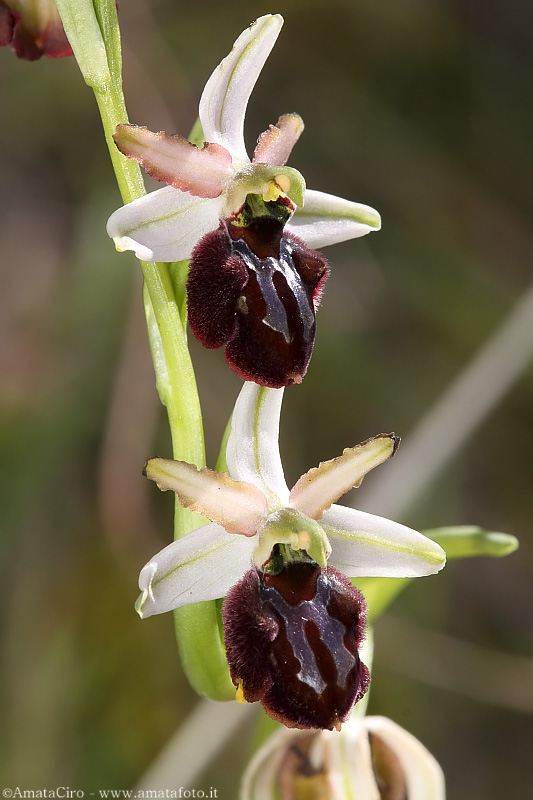 Una vallata di ophrys