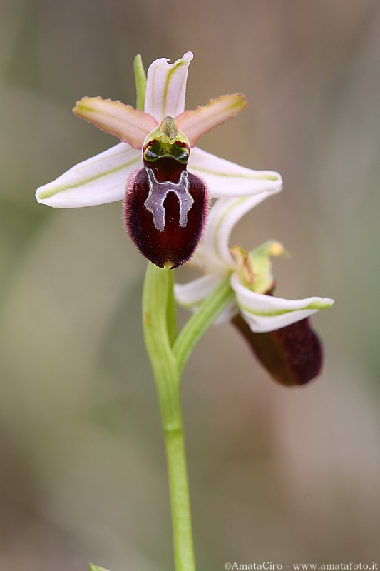 Una vallata di ophrys