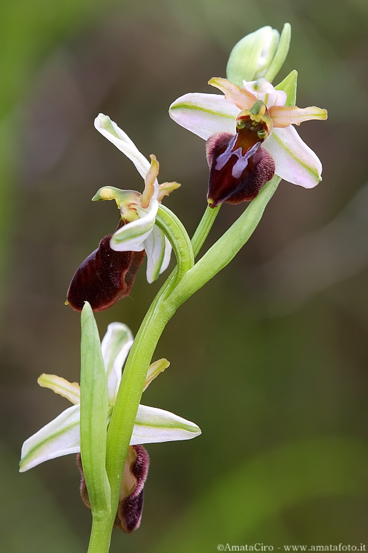 Una vallata di ophrys