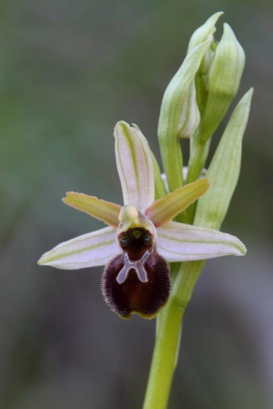 Una vallata di ophrys